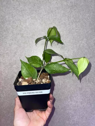 plant/Hoya Polyneura Silver-0-thumbnail