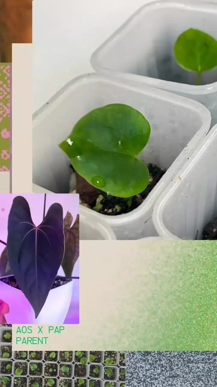 plant/(Aos x Pap from Scott) x (Eastern xWindy Dress)-0