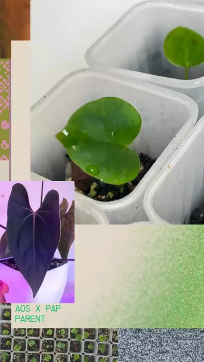 plant/(Aos x Pap from Scott) x (Eastern xWindy Dress)-0-thumbnail