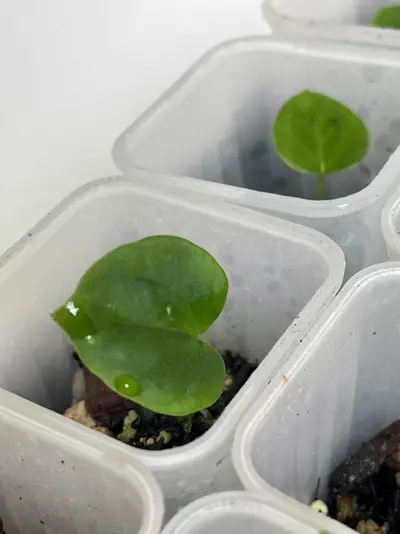 plant/(Aos x Pap from Scott) x (Eastern xWindy Dress)-1-thumbnail