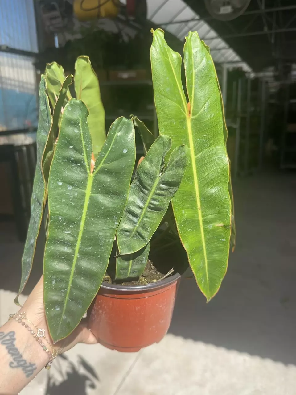 plant/6” philodendron Billie-0