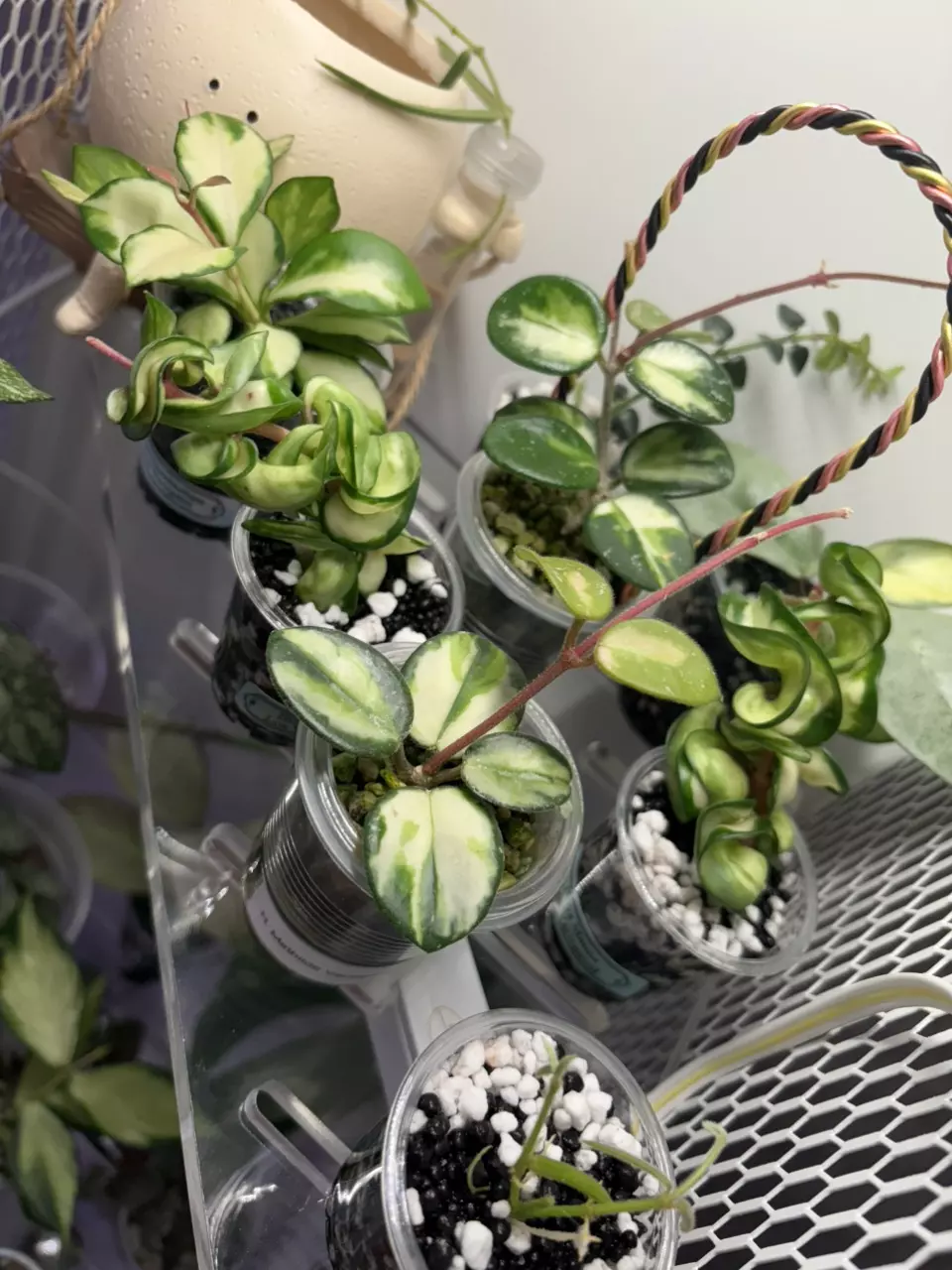 plant/$1 Hold for Weather, Extra Time to Root, or Away on Vacay-0
