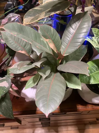 plant/Ficus elastica ‘Ruby’-0-thumbnail