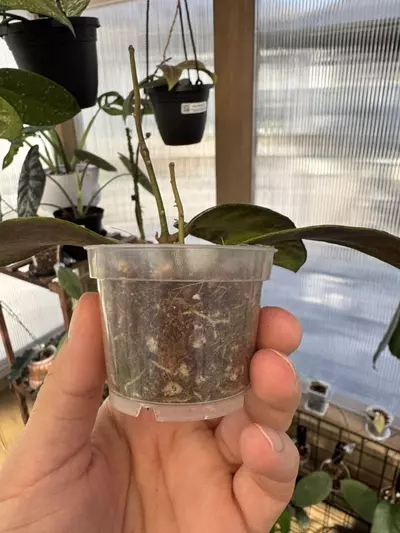 plant/Hoya benchaii-2-thumbnail