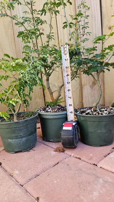 plant/Pithcellobium Tortum 1-2ft Brazilian raintree rain tree Chloroleucon for bonsai-2-thumbnail