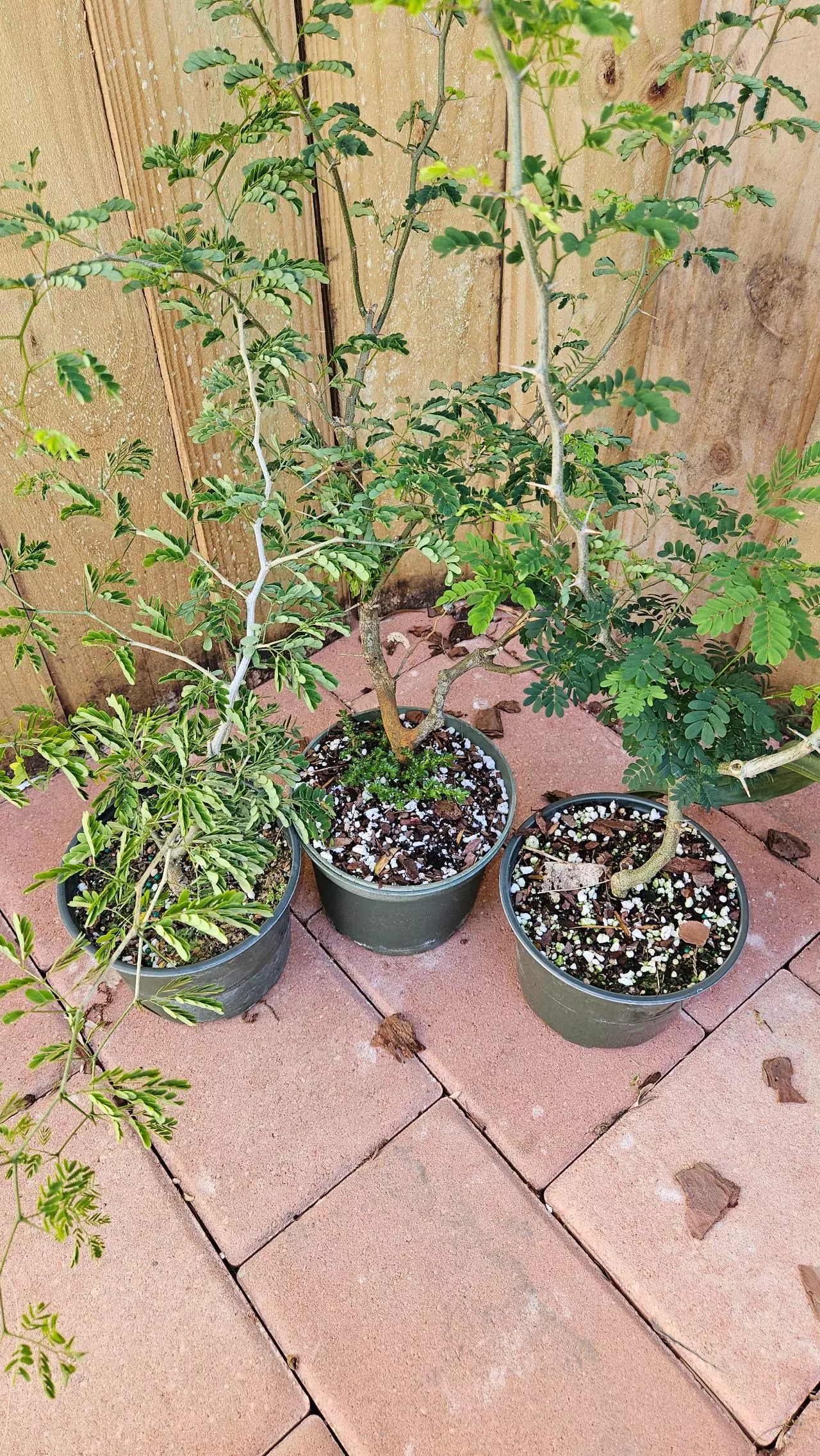 plant/Pithcellobium Tortum 1-2ft Brazilian raintree rain tree Chloroleucon for bonsai-1