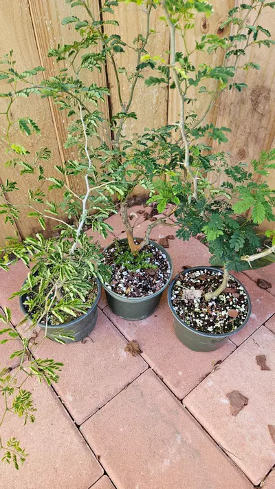 plant/Pithcellobium Tortum 1-2ft Brazilian raintree rain tree Chloroleucon for bonsai-1-thumbnail