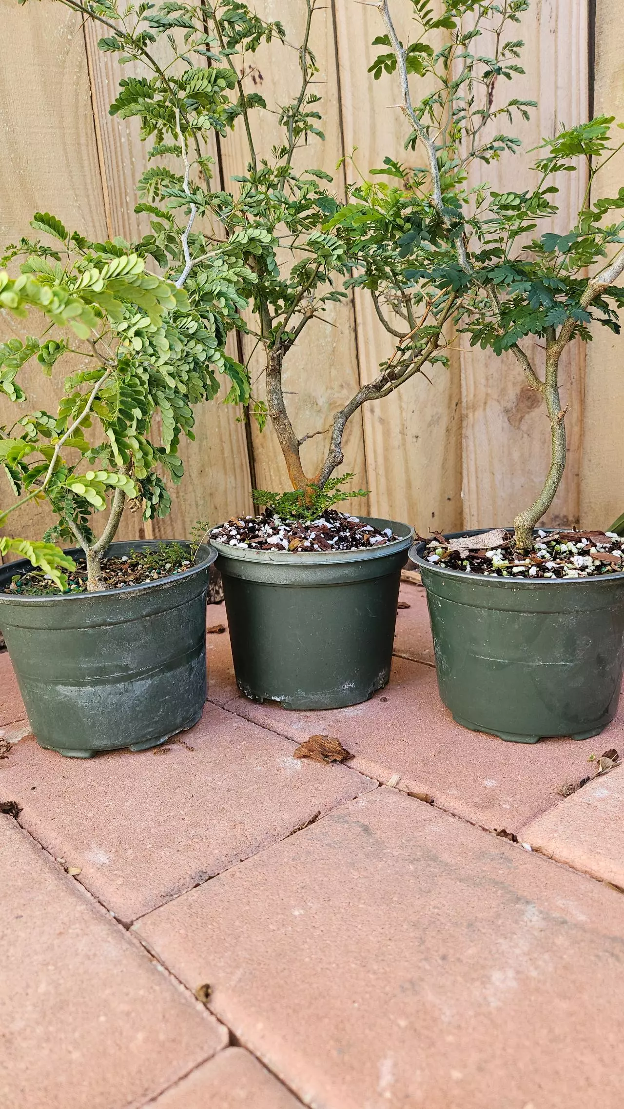 plant/Pithcellobium Tortum 1-2ft Brazilian raintree rain tree Chloroleucon for bonsai-0