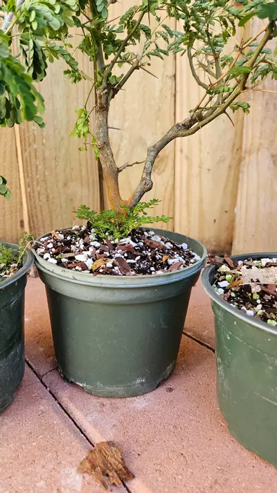 plant/Pithcellobium Tortum 1-2ft Brazilian raintree rain tree Chloroleucon for bonsai-4-thumbnail