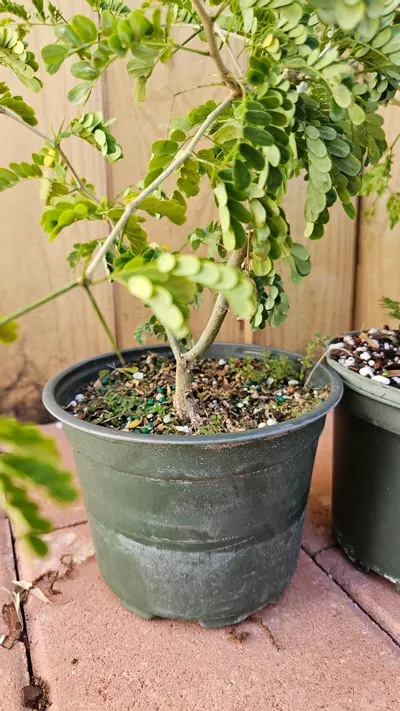 plant/Pithcellobium Tortum 1-2ft Brazilian raintree rain tree Chloroleucon for bonsai-5-thumbnail