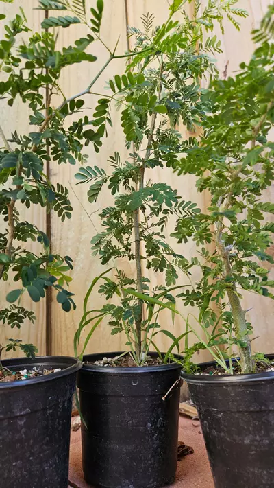 plant/Pithcellobium Tortum 1ft Brazilian raintree rain tree Chloroleucon for bonsai-2-thumbnail