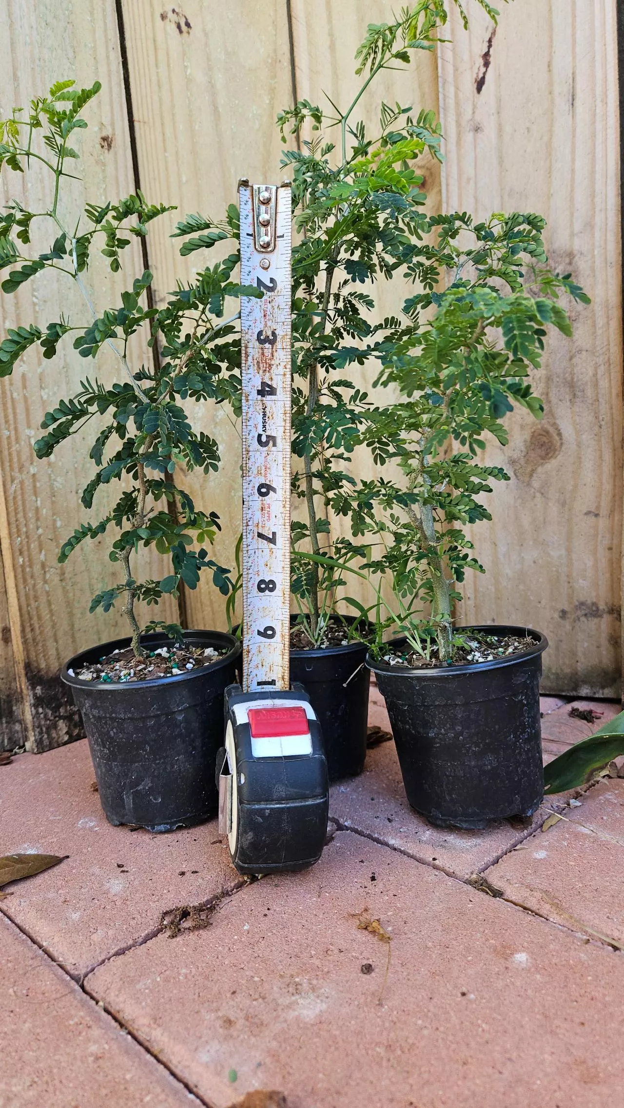 plant/Pithcellobium Tortum 1ft Brazilian raintree rain tree Chloroleucon for bonsai-1