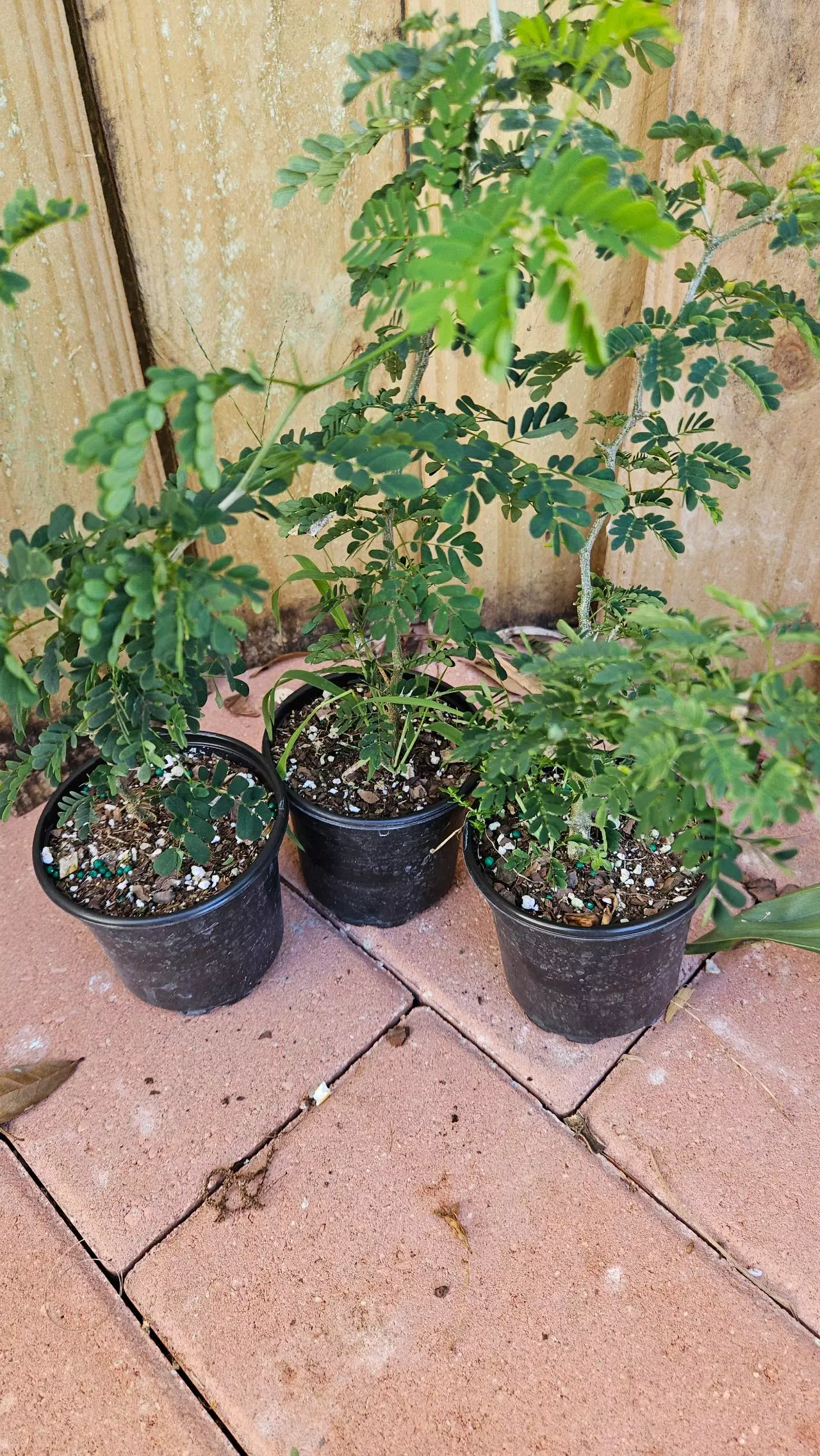 plant/Pithcellobium Tortum 1ft Brazilian raintree rain tree Chloroleucon for bonsai-3