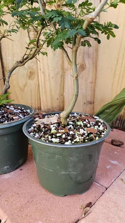 plant/Pithcellobium Tortum 1-2ft Brazilian raintree rain tree Chloroleucon for bonsai-3-thumbnail