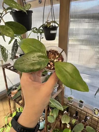 plant/Hoya benchaii-0-thumbnail