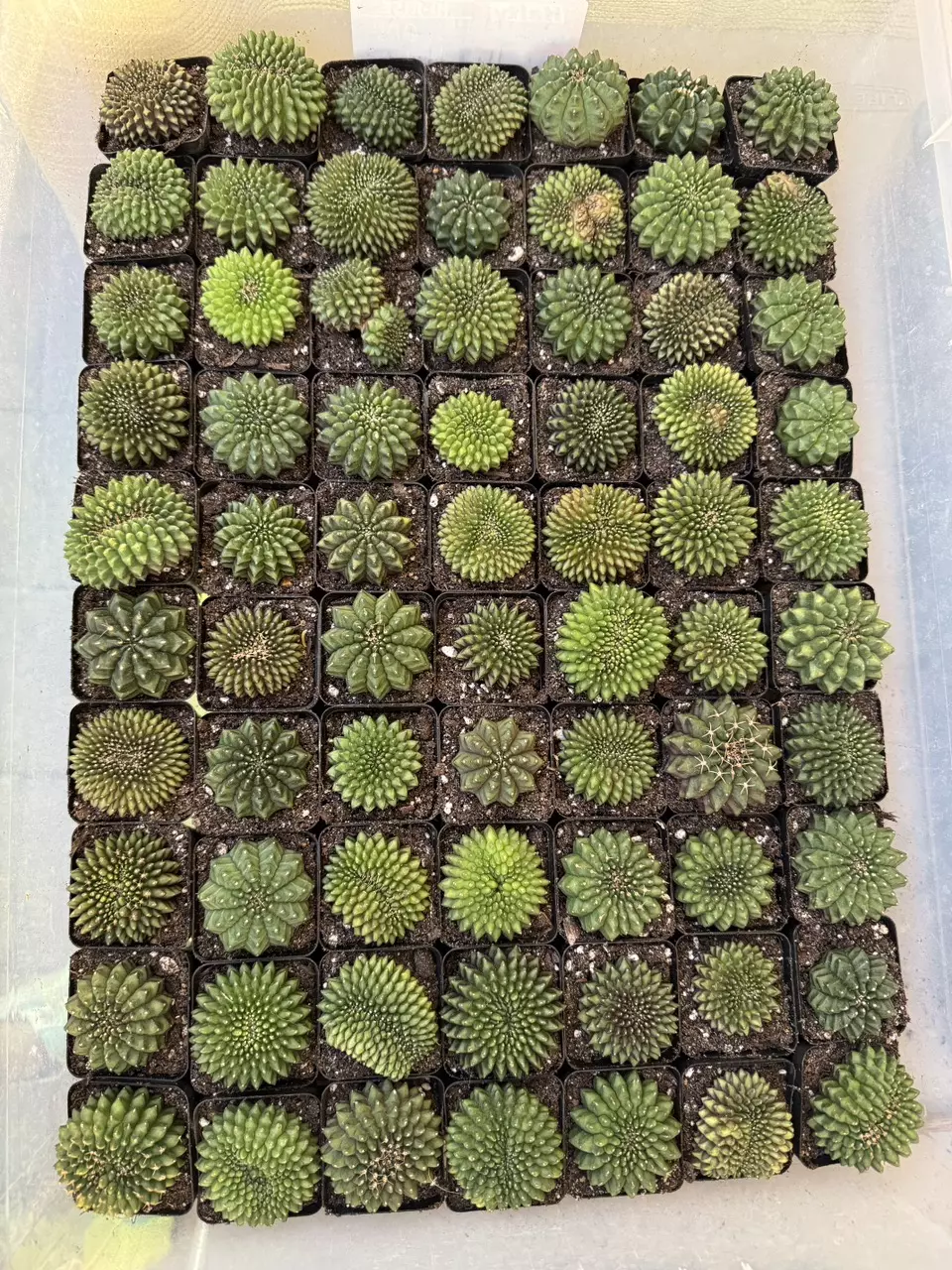 plant/Gymnocalycium Inermis-0