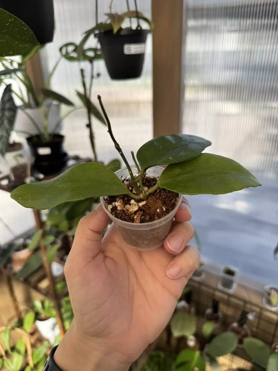 plant/Hoya benchaii-1