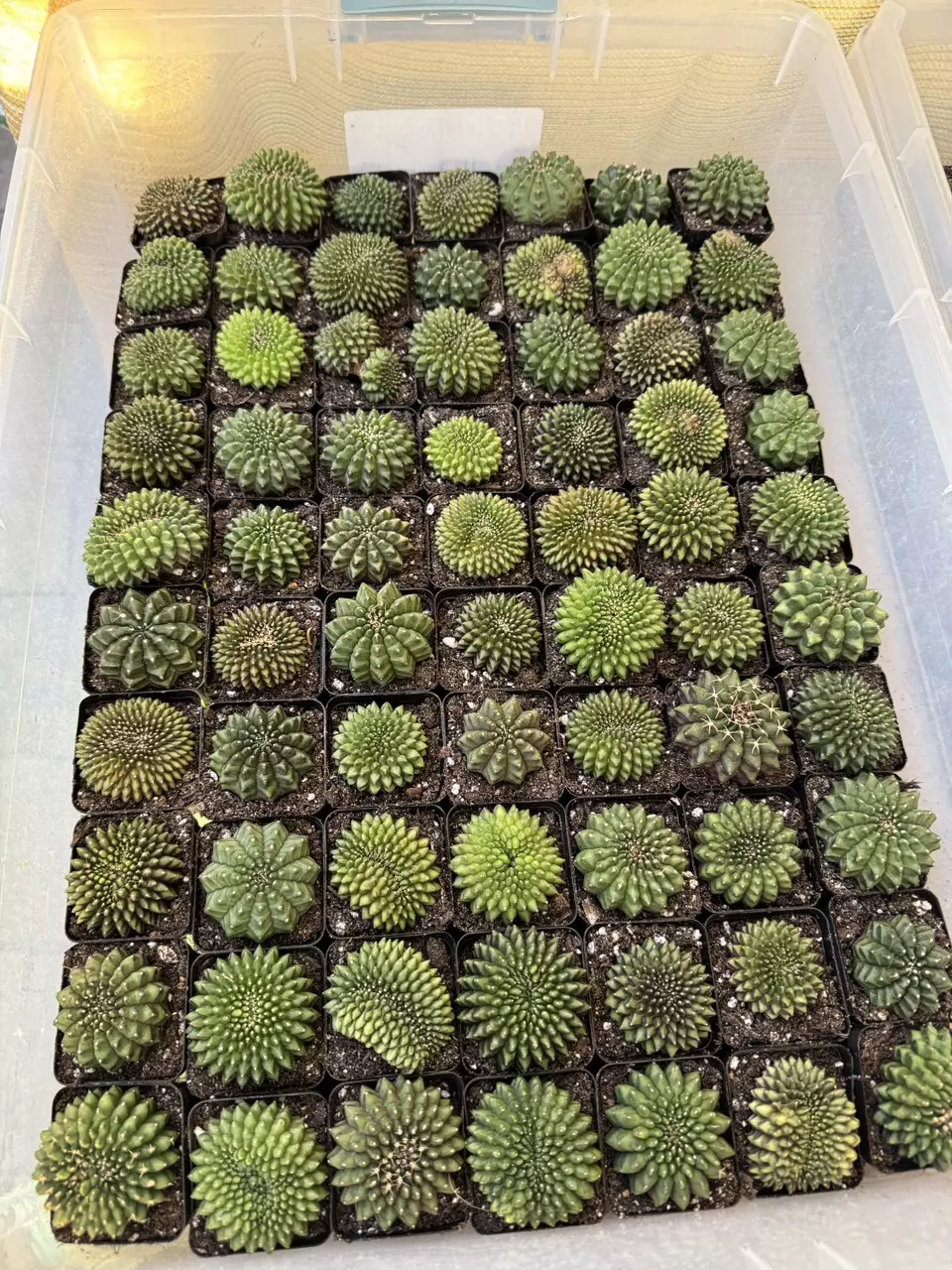 plant/Gymnocalycium Inermis-1