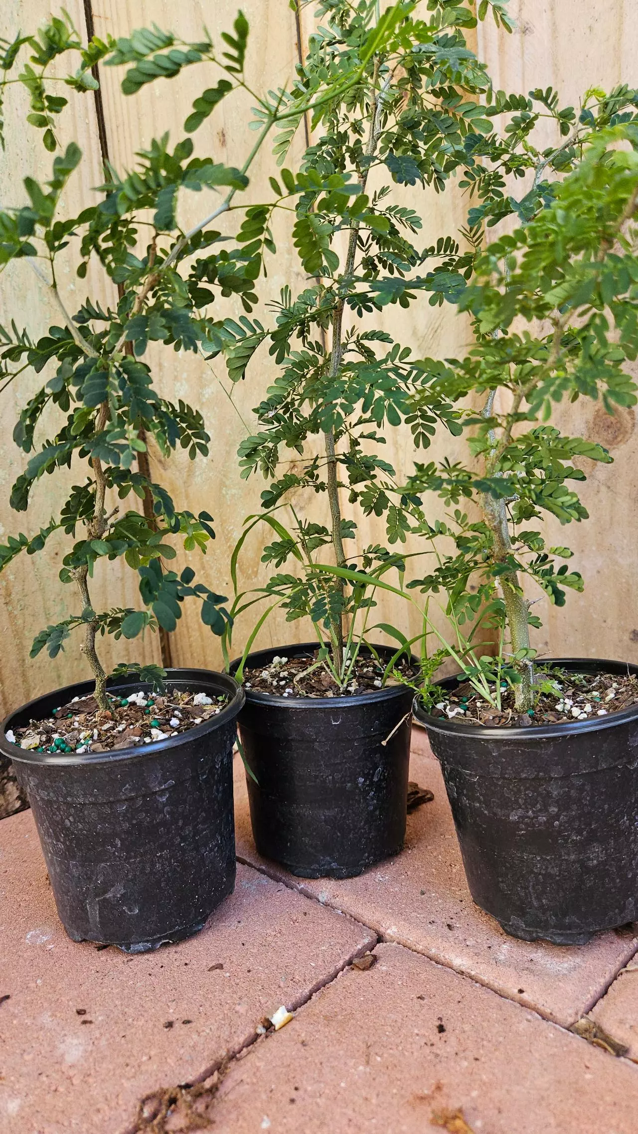 plant/Pithcellobium Tortum 1ft Brazilian raintree rain tree Chloroleucon for bonsai-0