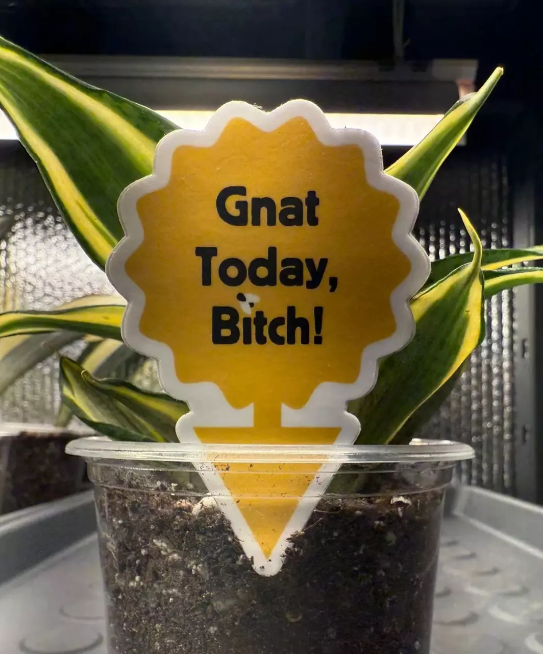 free_shipping/Gnat Today Sticker-0