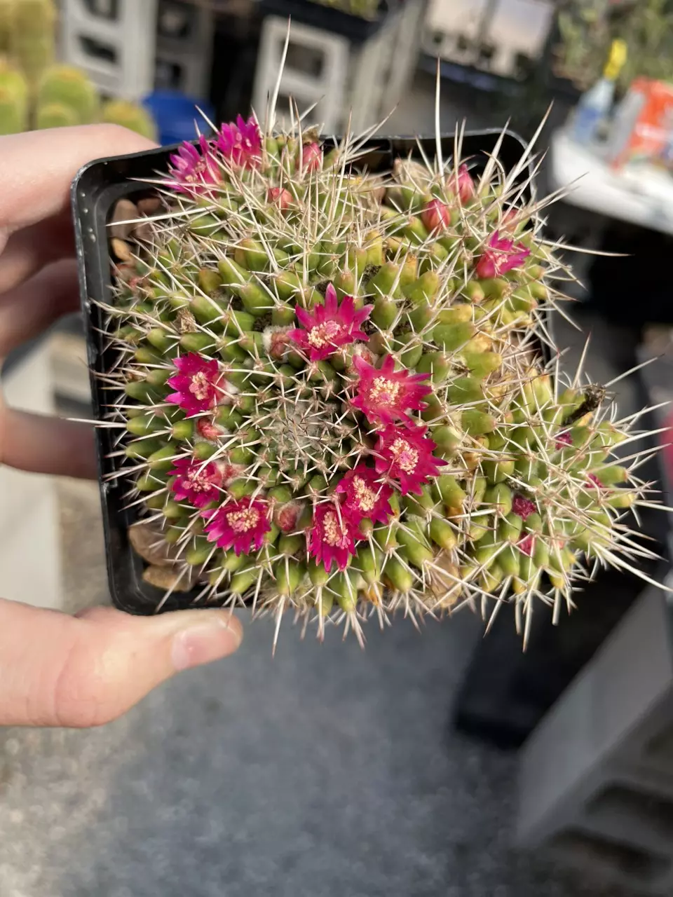 plant/Mammilaria compressa centralifera-0