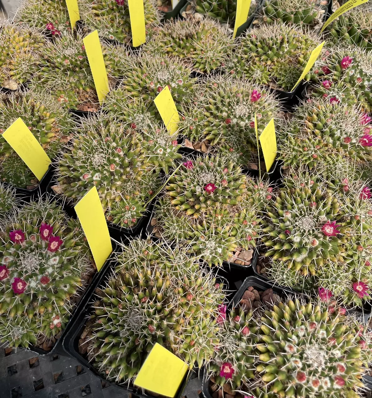plant/Mammilaria compressa centralifera-3