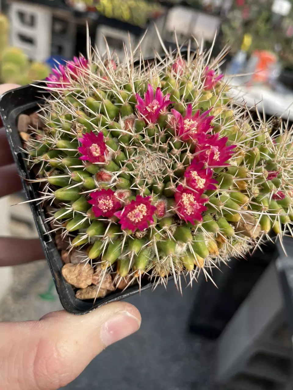 plant/Mammilaria compressa centralifera-1
