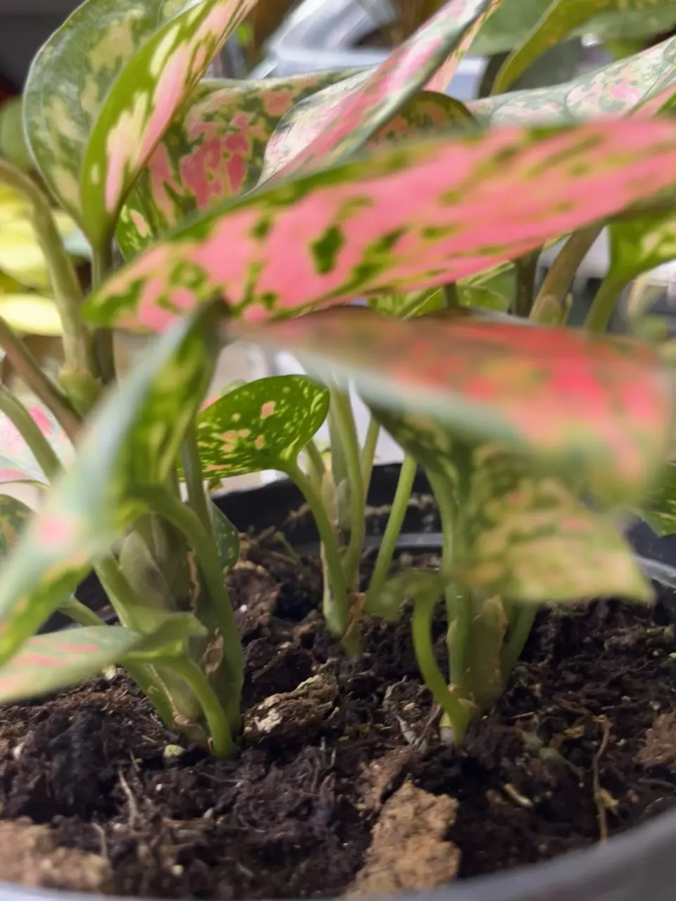 plant/Aglaonema Red Valentine-1