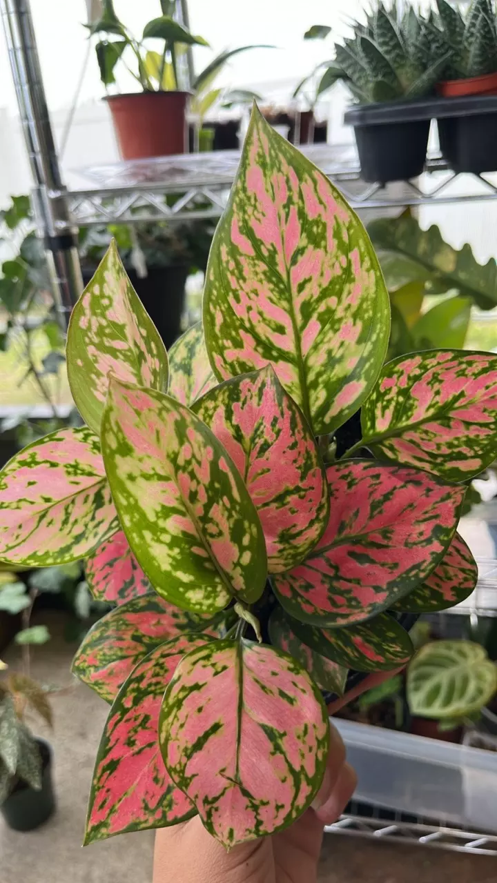 plant/Aglaonema Red Valentine-0
