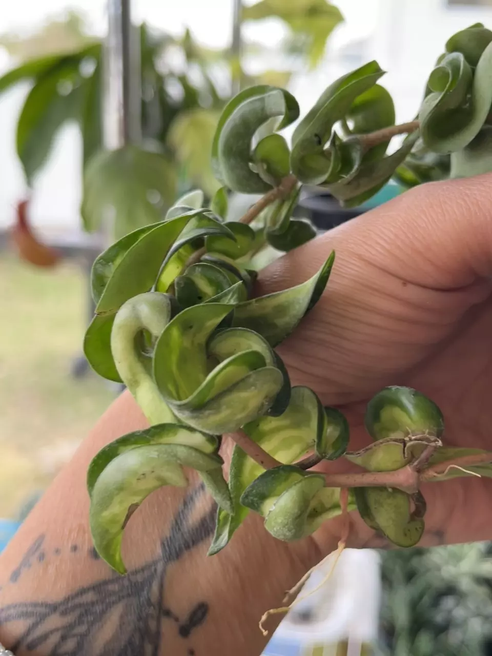 plant/Hoya - Variegated-1