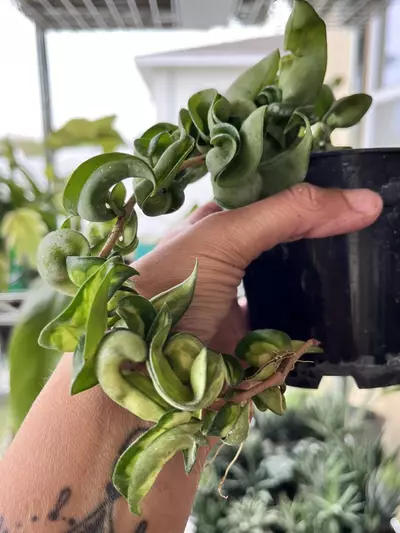 plant/Hoya - Variegated-0-thumbnail
