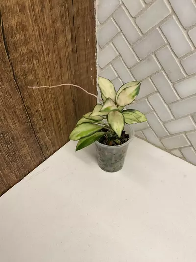 plant/Hoya Lacunosa Souma-0-thumbnail