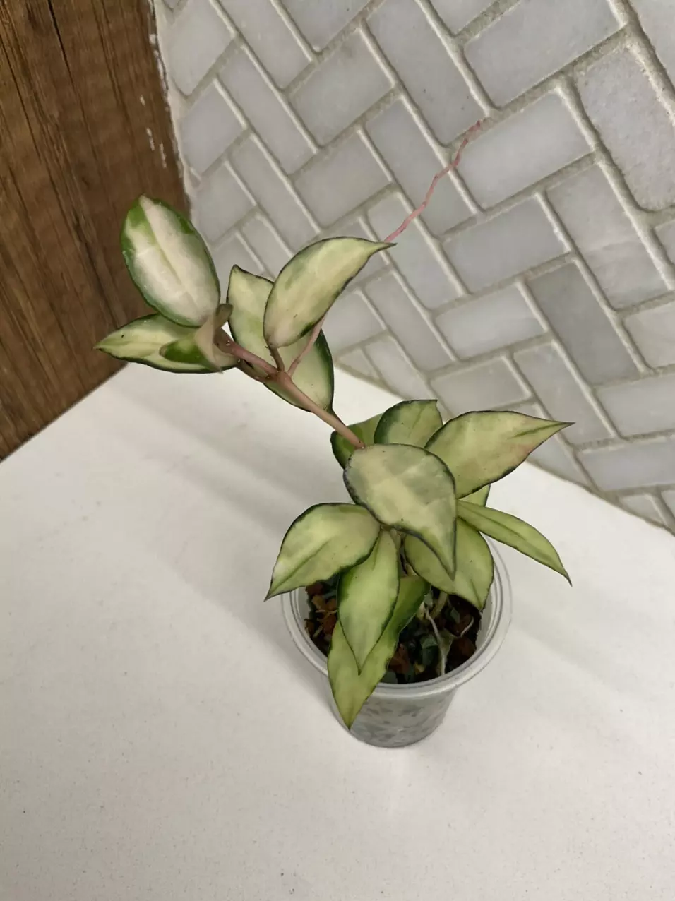 plant/Hoya Lacunosa Souma-1