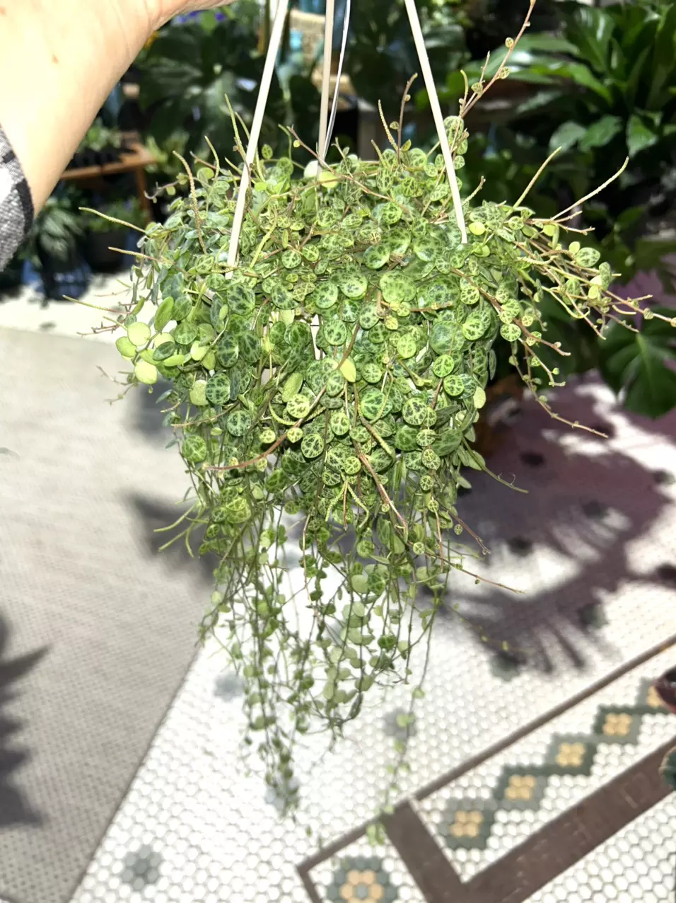 plant/String of Turtles-0