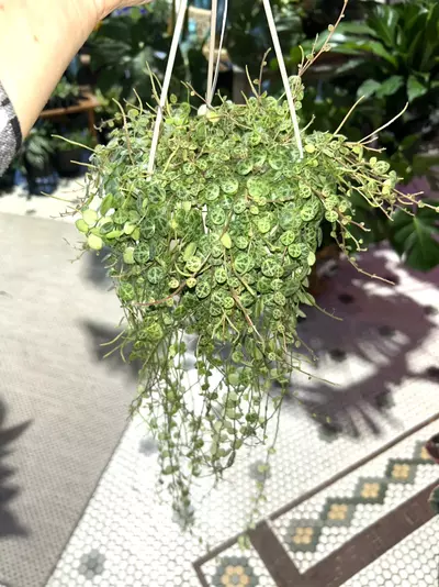 plant/String of Turtles-0-thumbnail