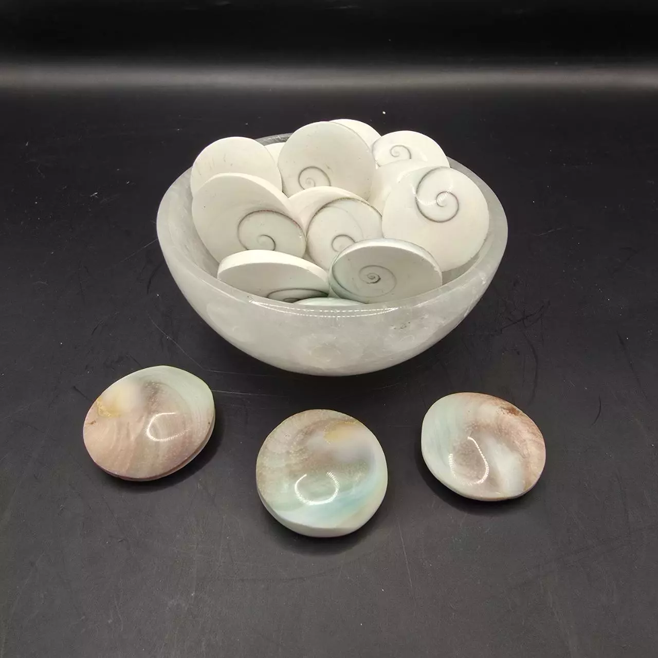 plant/Shiva eye shell Indonesia-0