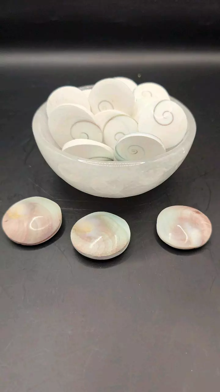 plant/Shiva eye shell Indonesia-2