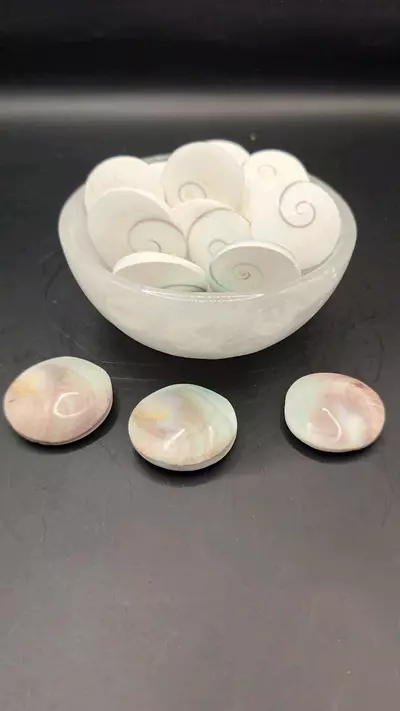 plant/Shiva eye shell Indonesia-2-thumbnail