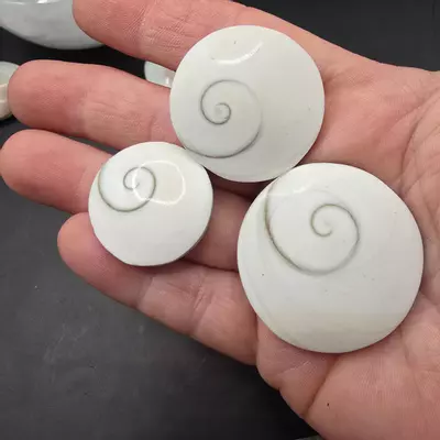 plant/Shiva eye shell Indonesia-1-thumbnail