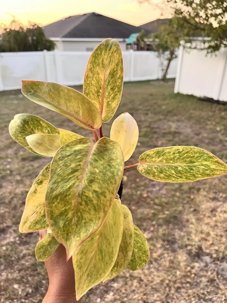 plant/Philodendrons “Painted Lady”-0