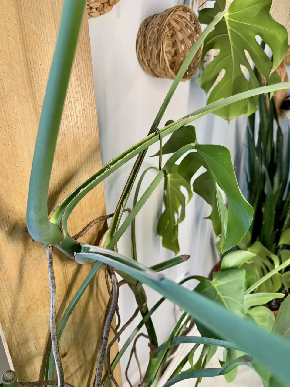 plant/Stem hooks/supports -pack of 4-1