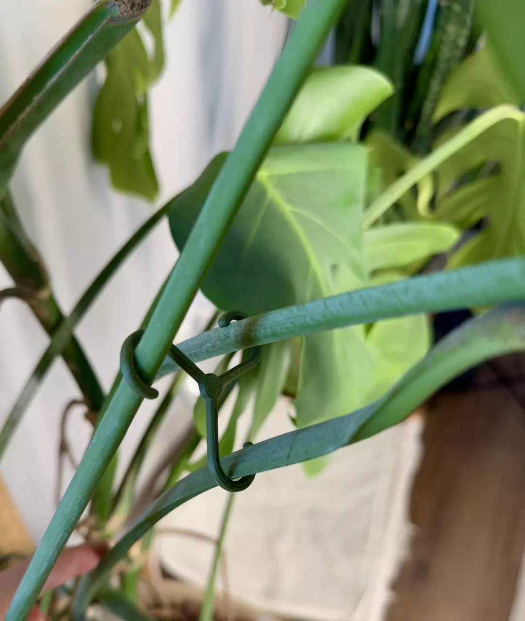 plant/Stem hooks/supports -pack of 4-5