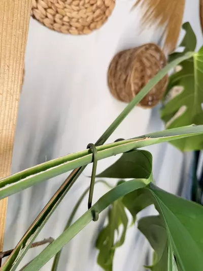 plant/Stem hooks/supports -pack of 4-4-thumbnail