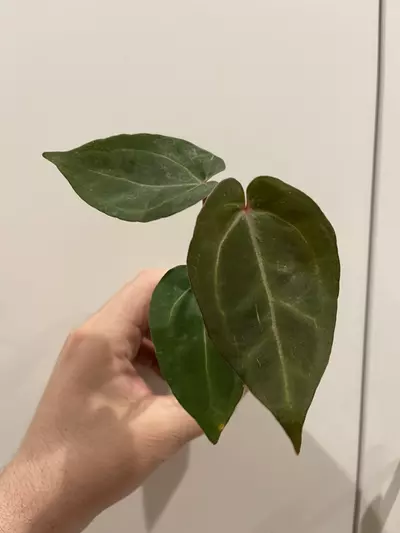 plant/RC x (AOS x Bess)-0-thumbnail