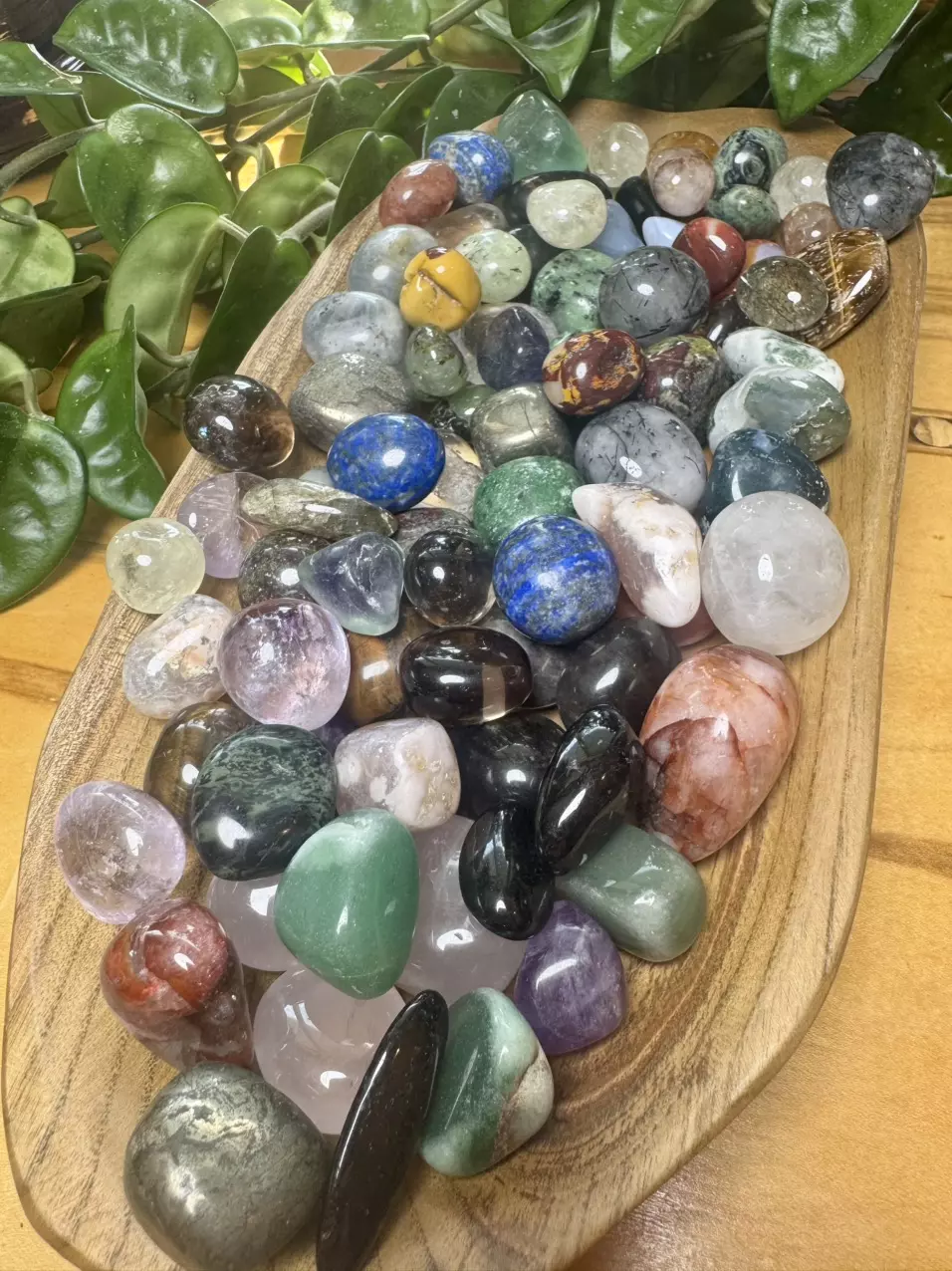 plant/Mystery Tumble Bundle (5)-0