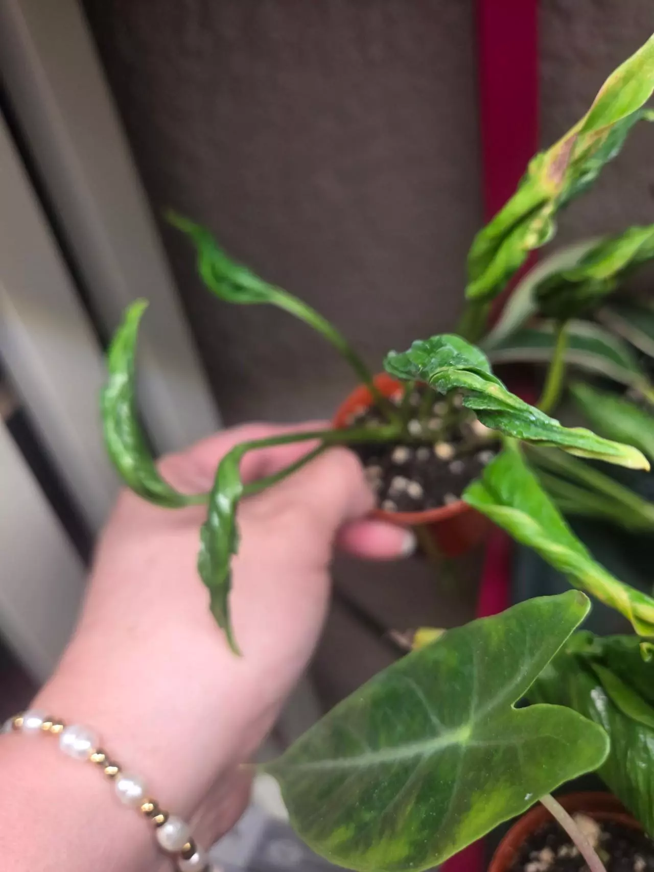 plant/Shangri La Epipremnum Pothos-1