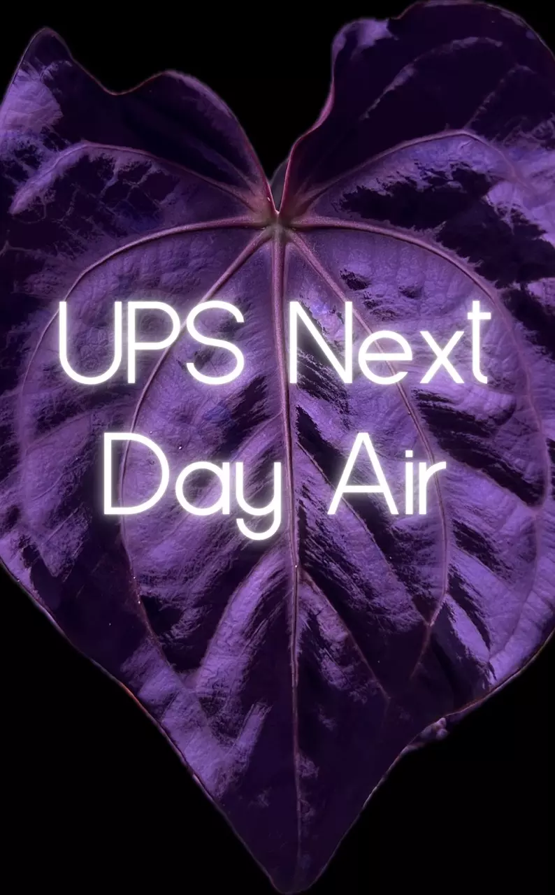 shipping_upgrade/Upgrade Shipping: UPS Next Day Air-0