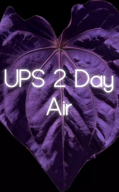 shipping_upgrade/Upgrade Shipping: UPS 2 Day Air-0-thumbnail