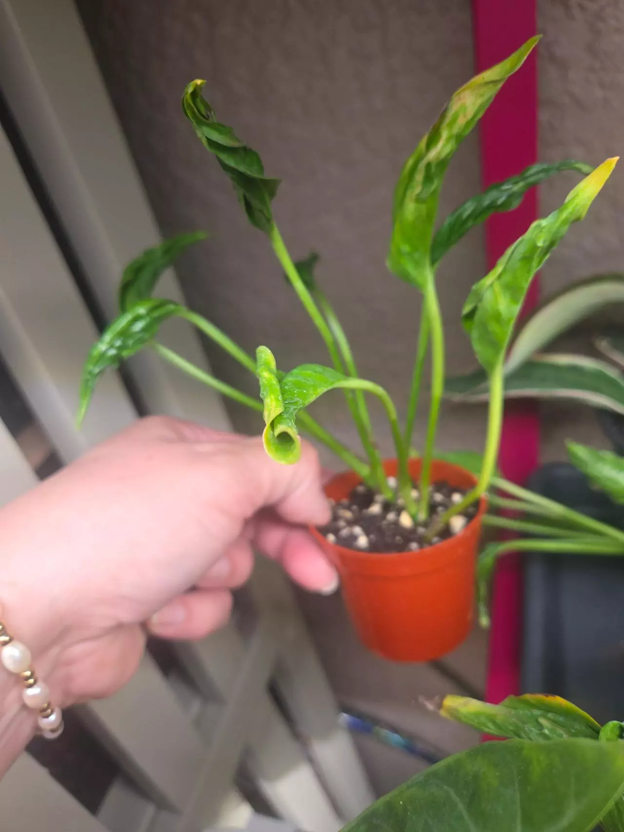 plant/Shangri La Epipremnum Pothos-0