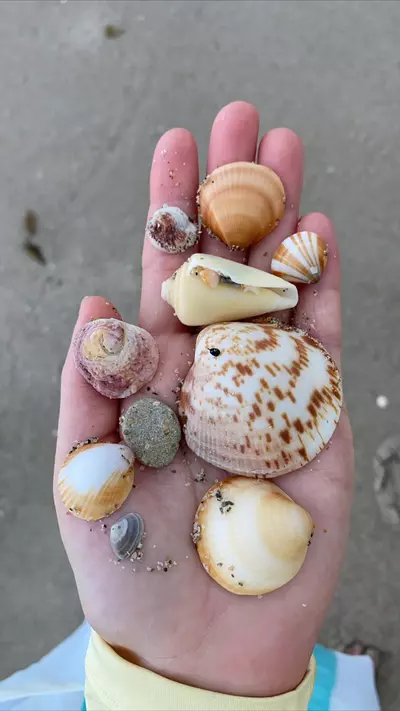 plant/1 Scoop of Florida Native (1 cup)-7-thumbnail